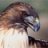 Hawk