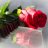vasiliy_n