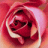 Exotic_Tesoro