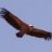 Lonesome Dove