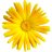 extendedflowers
